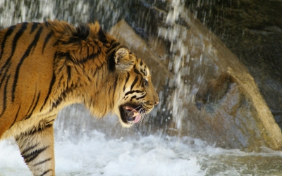 Tiger_004012.jpg